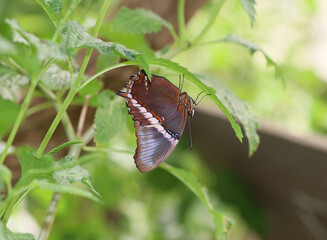 Schokoladenfalter - Rusty-tipped page
