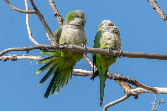 Pareja de pericos descansando en armon&iacute;a.