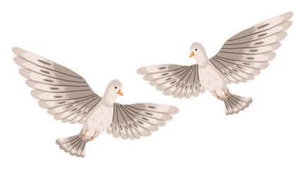 Fototapeta premium Dove couple in white color flying with open wings