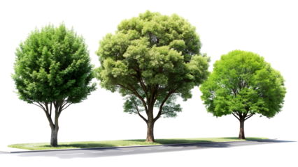 Three green trees with different shapes isolated on a transparent background, realistic PNG element
