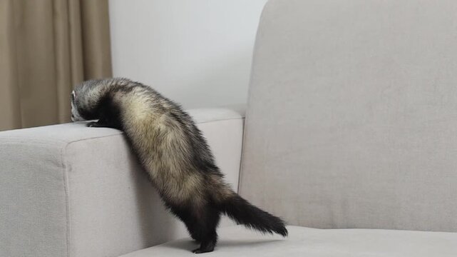 Domesticated dark sable ferret running through modern apartment