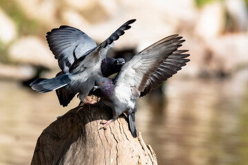 Palomas alborotadas por falta de espacio. © Francisco