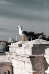 Seagull against the Bosphorus view in Istanbul