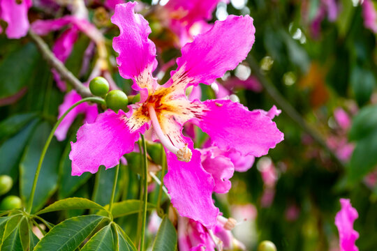 Ceiba speciosa, the floss silk tree, is a species of deciduous tree that is native to the tropical and subtropical forests of South America. It has several local common names, such as palo borracho, o