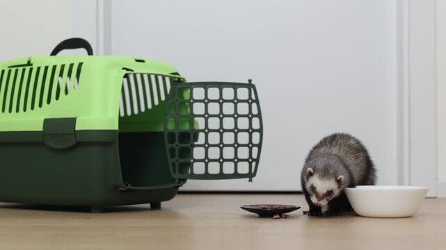 Domesticated dark sable ferret mustela putorius running through modern apartment