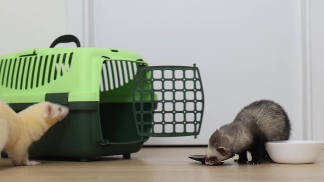 Domesticated dark sable ferret mustela putorius running through modern apartment