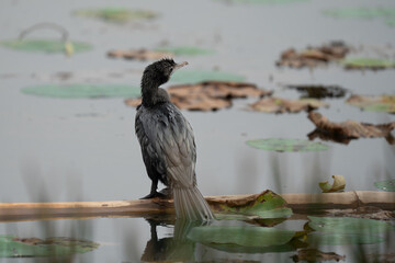 Little cormorant drying its wings. The little cormorant (Microcarbo niger) is a member of the cormorant family