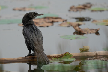 Little cormorant drying its wings. The little cormorant (Microcarbo niger) is a member of the cormorant family