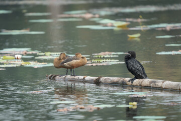 Little cormorant drying its wings. The little cormorant (Microcarbo niger) is a member of the cormorant family