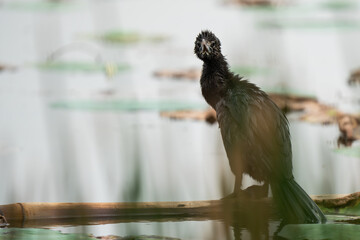 Little cormorant drying its wings. The little cormorant (Microcarbo niger) is a member of the cormorant family