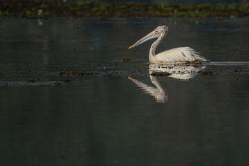 Spot-billed pelican  at a small lake