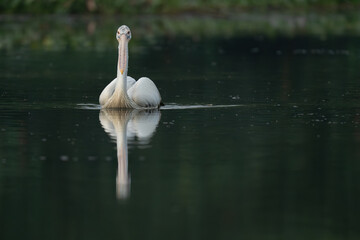 Spot-billed pelican  at a small lake