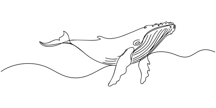 Whale continuous line drawing art, Whale drawn with continuous line in minimalism, abstract style, marine mammal, International Whale Day, one line, editable vector contour, Continuous one line draw