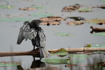 Little cormorant drying its wings. The little cormorant (Microcarbo niger) is a member of the cormorant family