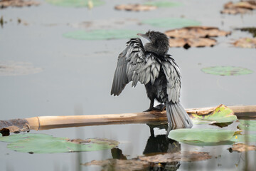 Little cormorant drying its wings. The little cormorant (Microcarbo niger) is a member of the cormorant family