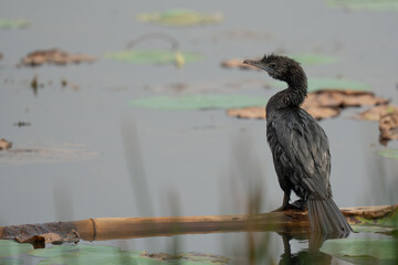 Little cormorant drying its wings. The little cormorant (Microcarbo niger) is a member of the cormorant family