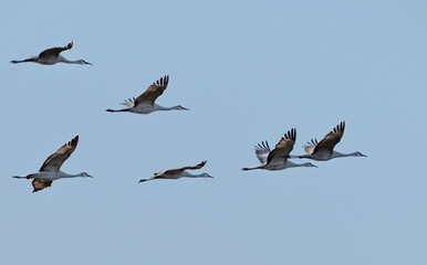 Obraz premium The flock of whooping cranes (Grus americana), an endangered crane species, in flight on the blue sky background
