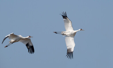 Fototapeta premium The couple of whooping cranes (Grus americana), an endangered crane species, in flight on the blue sky background