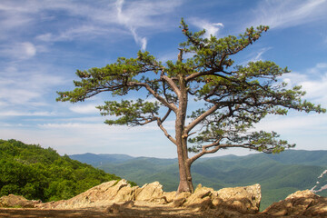 A scenic overlook along the Blue Ridge Parkway in Virginia featuring a lone pine tree standing on rocky cliffs with rolling blue mountains in the distance under a bright summer sky.