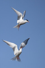 Obraz premium Common terns