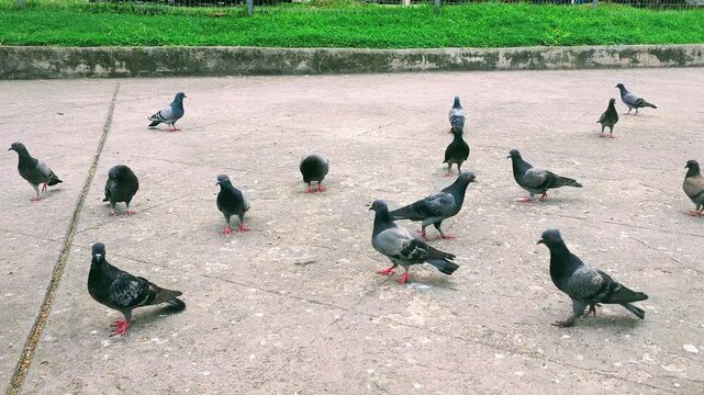 Pigeons gather on the sidewalk to eat and play.