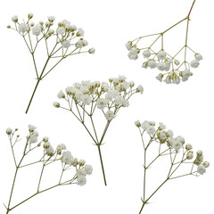 Baby's Breath Floral Sprigs
