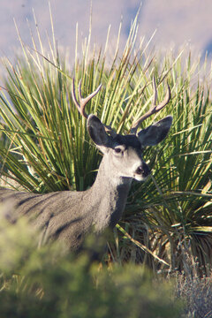 venado bura del desierto 