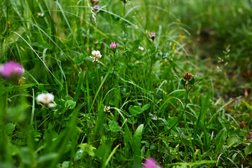 wildflowers, meadow, flower meadow
