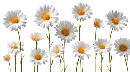 Fototapeta premium Vibrant white daisies in bloom against bright background.