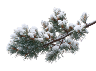 PNG Snow-covered pine branch outdoors