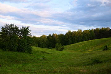 Fototapeta premium green lawn in the forest
