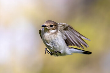 European Pied Flycatcher