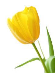Yellow Tulip Flower &mdash; PNG