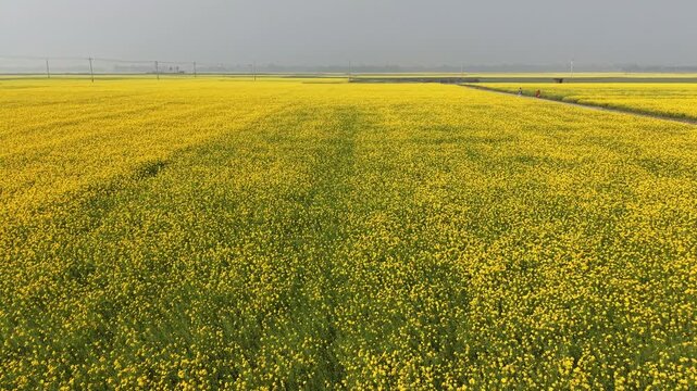 Aerial view of vibrant yellow mustard fields in Chalan Beel, Sirajganj, Bangladesh during winter season. Traditional rural life in Bangladesh with farmers and mustard cultivation in the Chalan Beel we