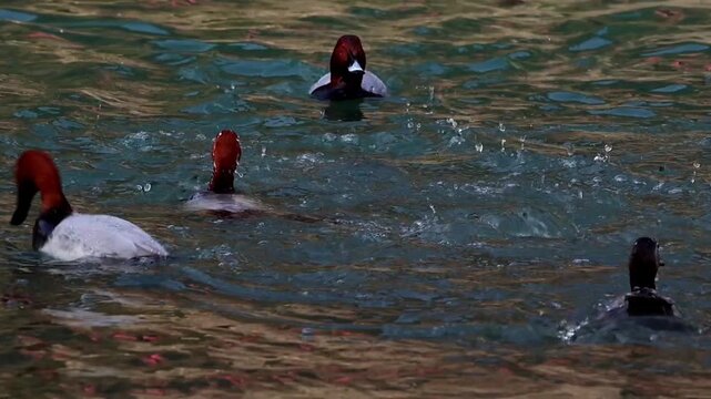 A closeup slow motion video showing a flock of vulnerable common pochard ducks diving repeatedly in the Beas river during winter in Himachal Pradesh, India.