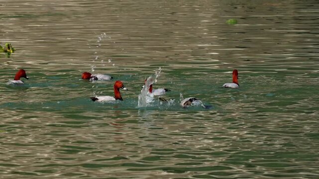 Common pochard ducks diving in winter river. A wide cinematic wildlife video showing a flock of vulnerable common pochard ducks swimming and diving in a natural freshwater river.