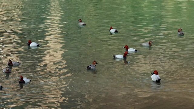 A wide natural wildlife video showing a flock of vulnerable common pochard ducks swimming calmly together in a flowing freshwater river during the winter season.