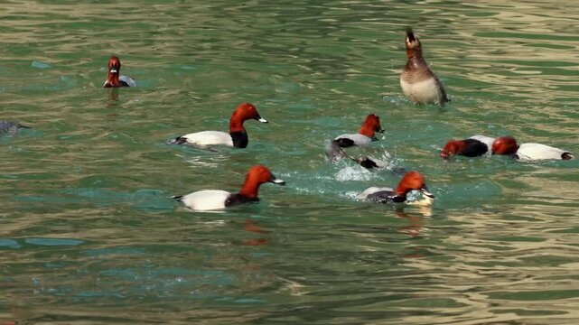 Closeup wildlife video showing a flock of vulnerable common pochard ducks diving repeatedly to forage for food in the freshwater flow of the Beas River during winter season in Himachal Pradesh, India.