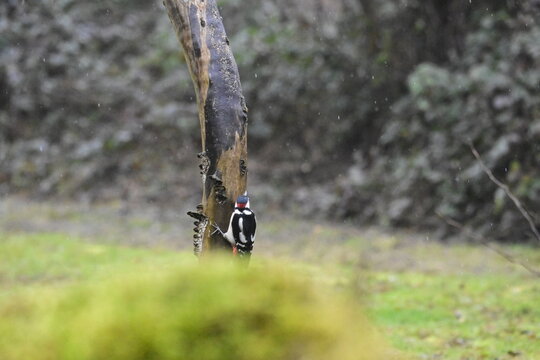 natura, inverno, desolato, freddo, civetta, mammifero, parco, rami, picchio, fauna, uccelli, alberi, neve, scoiattolo, bianco, boschi, becca, all'aperto, foresta, animale