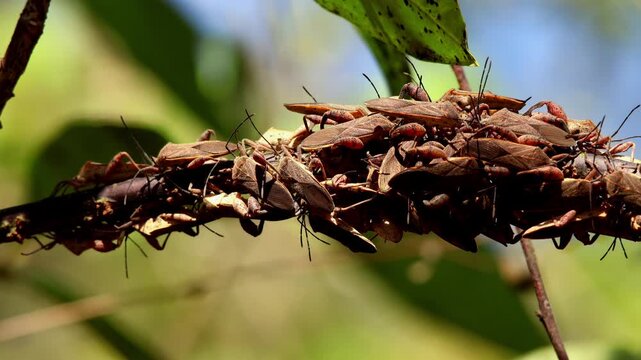 Dense spine footed bugs aggregation on tree branch. A macro wildlife video showing a large group of spine footed bugs clustered closely together on a tree branch in a natural forest environment. 