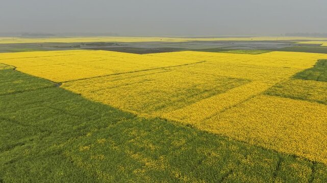Aerial view of vibrant yellow mustard fields in Chalan Beel, Sirajganj, Bangladesh during winter season. Traditional rural life in Bangladesh with farmers and mustard cultivation in the Chalan Beel we