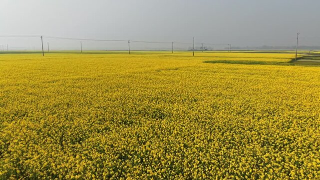 Aerial view of vibrant yellow mustard fields in Chalan Beel, Sirajganj, Bangladesh during winter season. Traditional rural life in Bangladesh with farmers and mustard cultivation in the Chalan Beel we