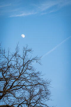 Bare tree silhouette with the moon in winter sky