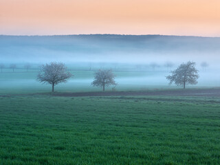 Field Landscape with Cherry Trees in Bloom and Morning Fog at Dawn in Spring