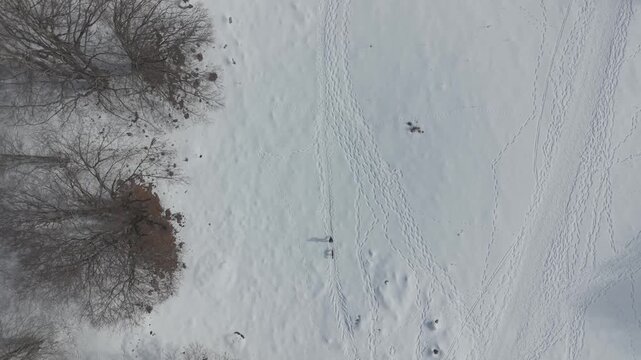 Aerial view of a woman hiking with her Czechoslovakian Wolfdog in a snowy mountain valley, Abruzzo National Park, Italy. High angle drone shot of winter outdoor adventure.