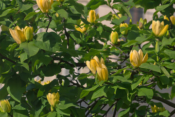 Spring blooming yellow magnolia tree. Magnolia branches blooming close-up © tillottama