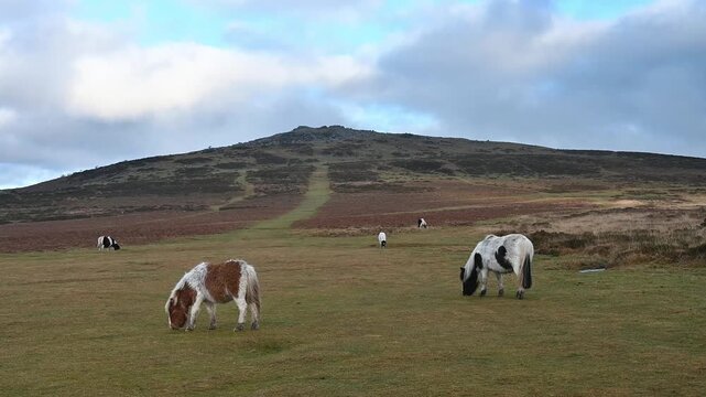 Dartmoor Cox Tor and ponies