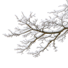Snowy tree branches with buds in winter, isolated on white, png