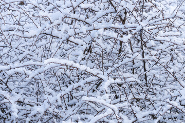 Snow-covered branches creating a winter wonderland