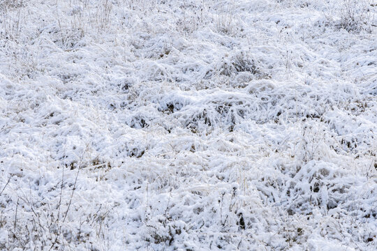 Snow-covered foliage in a winter wonderland
